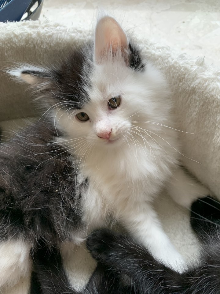 Main Coon  Babykatzen männlich, weiblich - Maine Coon - Roßdorg