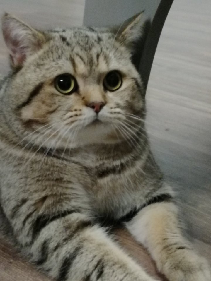 Deckkater - BKH Golden Tabby - Reinrassig - Deckkater - Albstadt