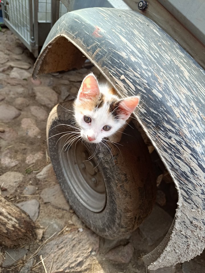 Zwei Katzenkinder abzugeben - Hauskatzen - Rogätz 