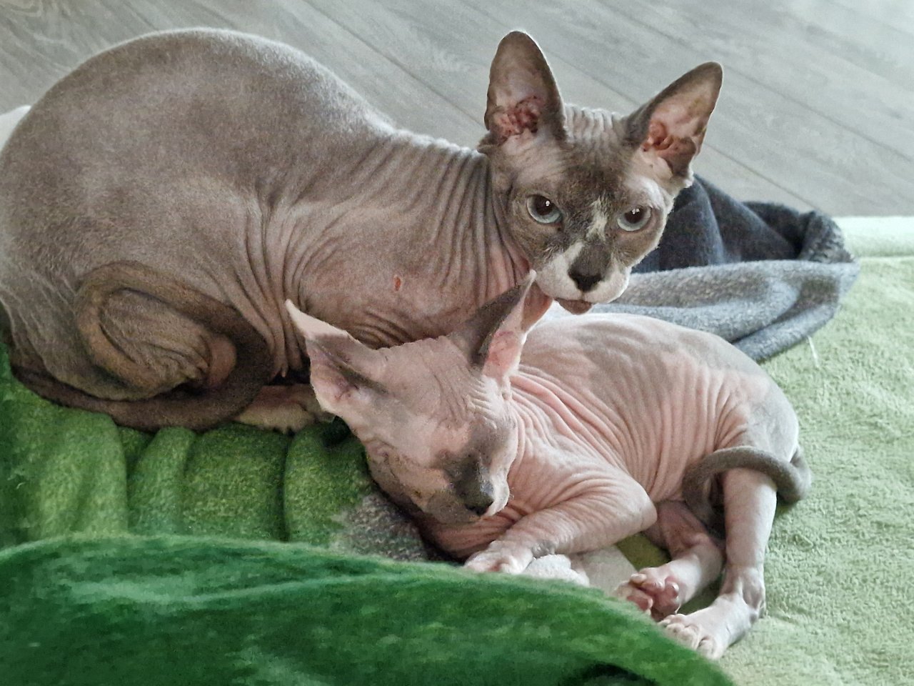Kätzen/  Sphynx-Katzen/ Mischa und Lille - Sphynx - Neumünster 