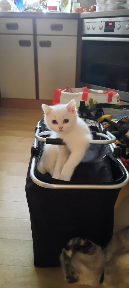 Babys Katzen zu verkaufen - British Kurzhaar - Urspringen