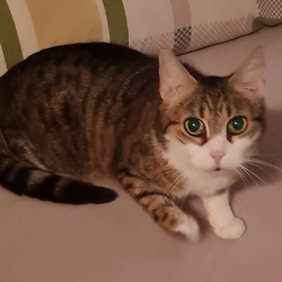 SISSY - weiblich  6 Jahre  europäische Kurzhaar  Gechipt  Kastriert - Hauskatzen - Lauf an der Pegnitz