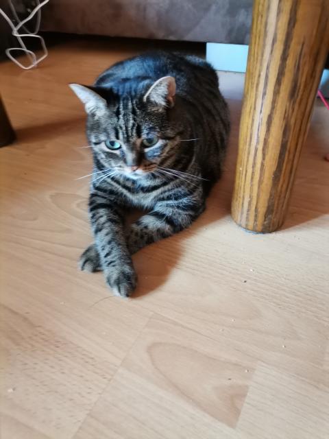 Katze und Kater  - Hauskatzen - Bad Schussenried 