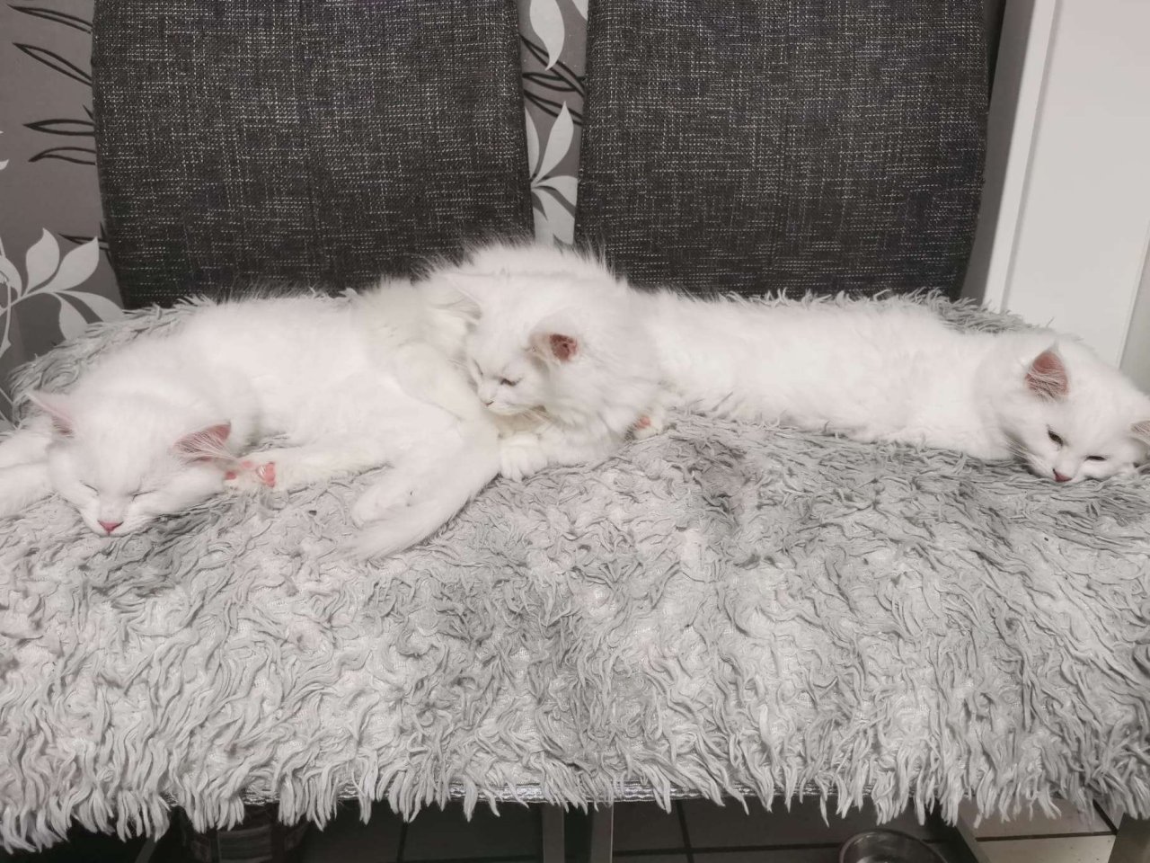 Maine Coon Kitten in Schneeweiß - Maine Coon - Hopsten
