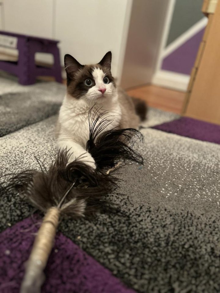 Kater Siam Ragdoll 7 Monate - Ragdoll - Berlin