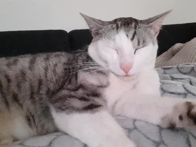 Liebevoller Kater Garry - Hauskatzen - Nürnberg