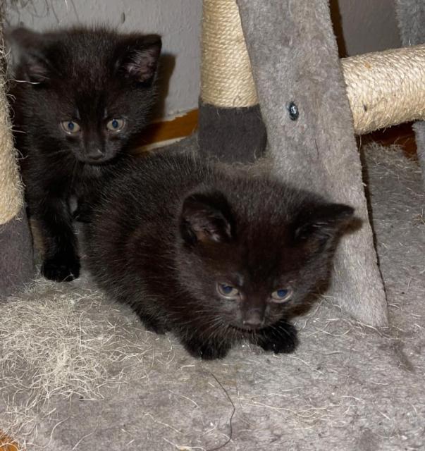 2 Katzenkinder schwarz - Hauskatzen - Dortmund