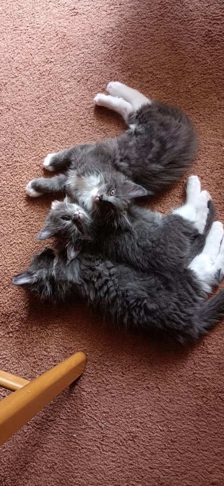 Maine-Coon-Kätzchen suchen ein neues Zuhause - Maine Coon - Schwepnitz