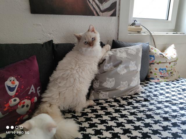 Wurfankündingung Selkirk Rex Babys mit Stammbaum  - Selkirk Rex - Oberzent