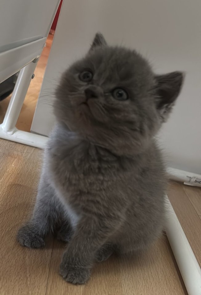 ? Süßer Britisch Kurzhaar Kater sucht ein liebevolles Zuhause ? - Hauskatzen - Rastatt