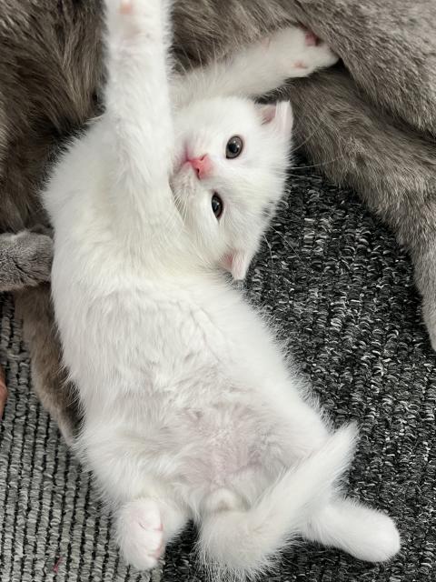 BKH Scottish Fold - Scottish Fold - Ostfildern