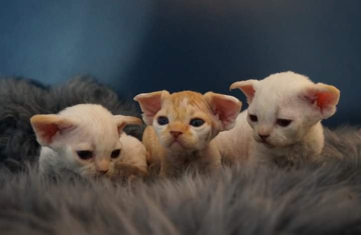 Devon rex Babys,  die Eltern sind getestet auf gen Erbkrankheiten - Devon Rex - Lippstadt