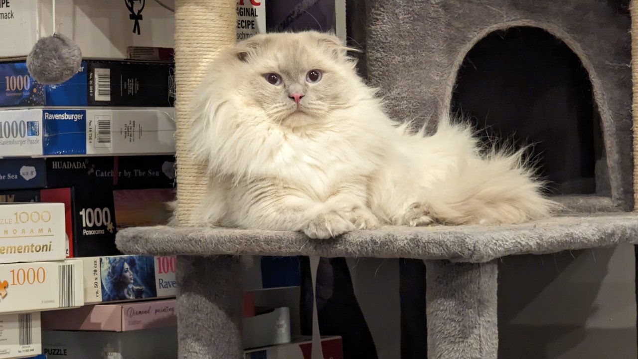 Katze Nala 1 1/2 Jahre - Hauskatzen - Burgsorf