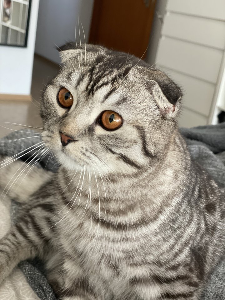 Bkh/SF Mix Kater 1,5 Jahre alt - Hauskatzen - Germersheim
