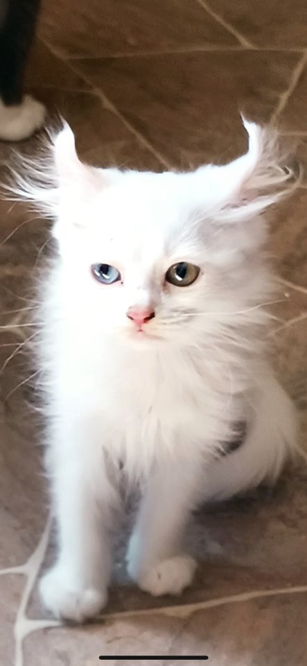 BKH/Perser-Mix Kitten - British Kurzhaar - Berlin