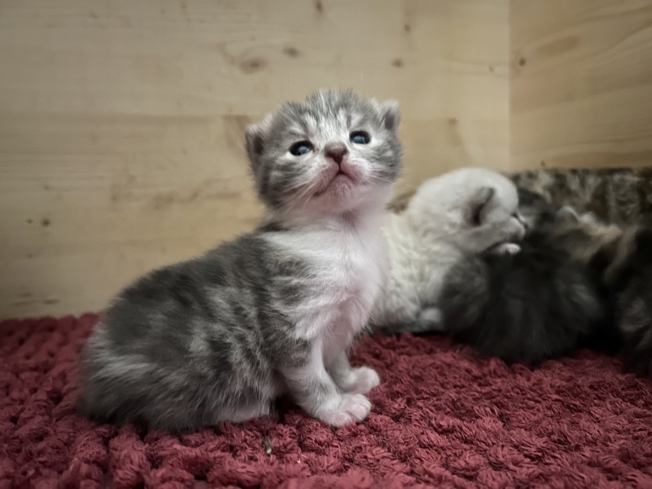 BKH Mix Kitten suchen liebevolles zuhause - British Kurzhaar - Ebersberg