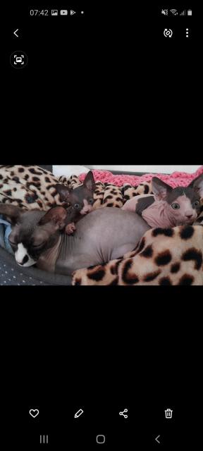 SPHYNX Canadian - Sphynx - Sankt Augustin 