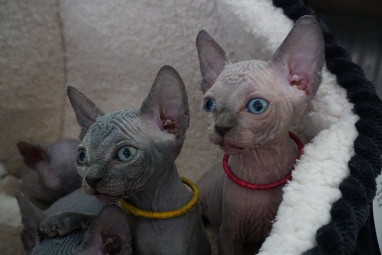 4  liebevoll Sphynx kätzchen - Sphynx - Wien