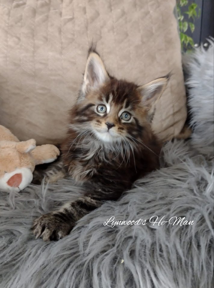 Wunderschöne reinrassige Maine Coon Kitten - Maine Coon - Niederaichbach