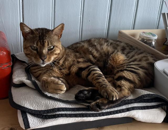 Bengal Kater sucht neuen Platz - Bengal - Teufen