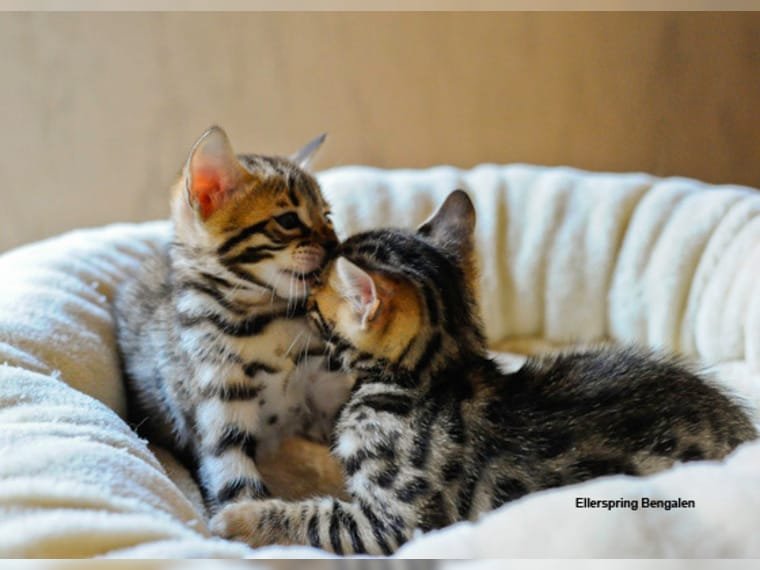 Bengal Kitten mit Stammbaum - Bengal - Straubing