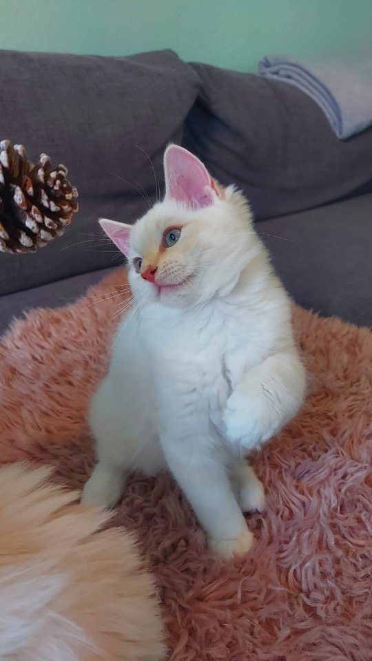Ragdoll kitten mit Stammbaum - Ragdoll - Essen