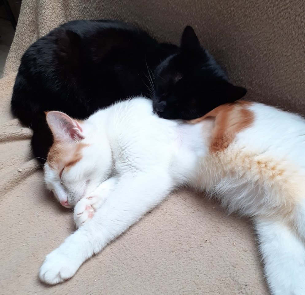 Bagheera & Smokey –  suchen dringend ein Zuhause! (aus dem Tierschutz / gechipt, - Hauskatzen - Kissing