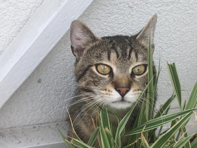 Liebevoller Kater Levi sucht ein neues Zuhause und Raum für seine Entfaltung - Freigaenger - Berlin