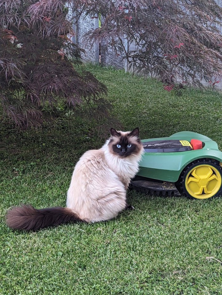 Wir suchen unsere geliebte Birma Katze - Birma - Bättwil