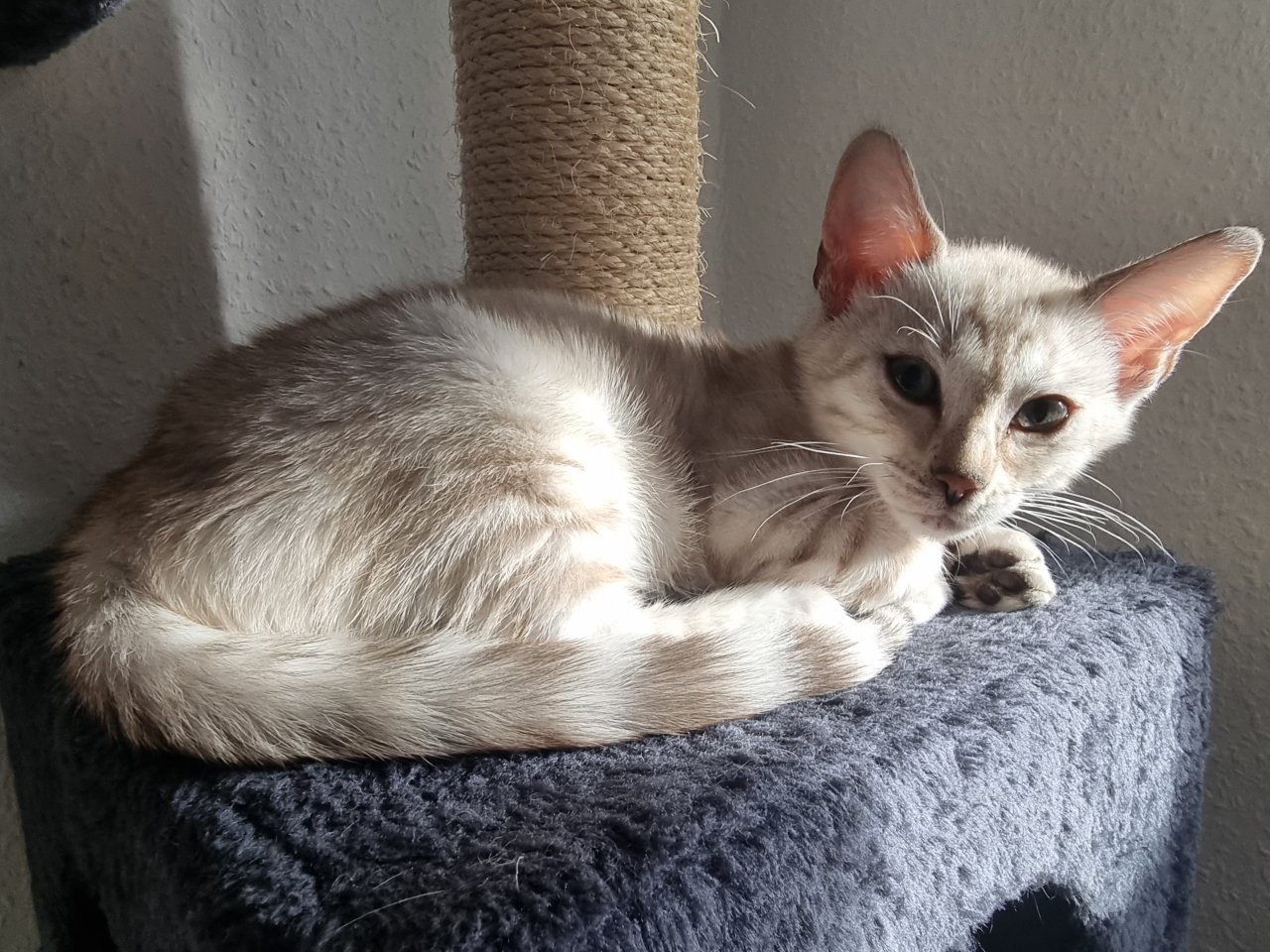 Bengalkitten reinrassig mit Stammbaum - Bengal - Pfungstadt