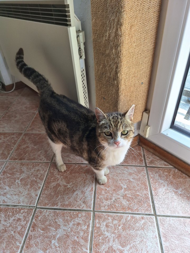 Katze zu verschenken - Freigaenger - Eibesbrunn