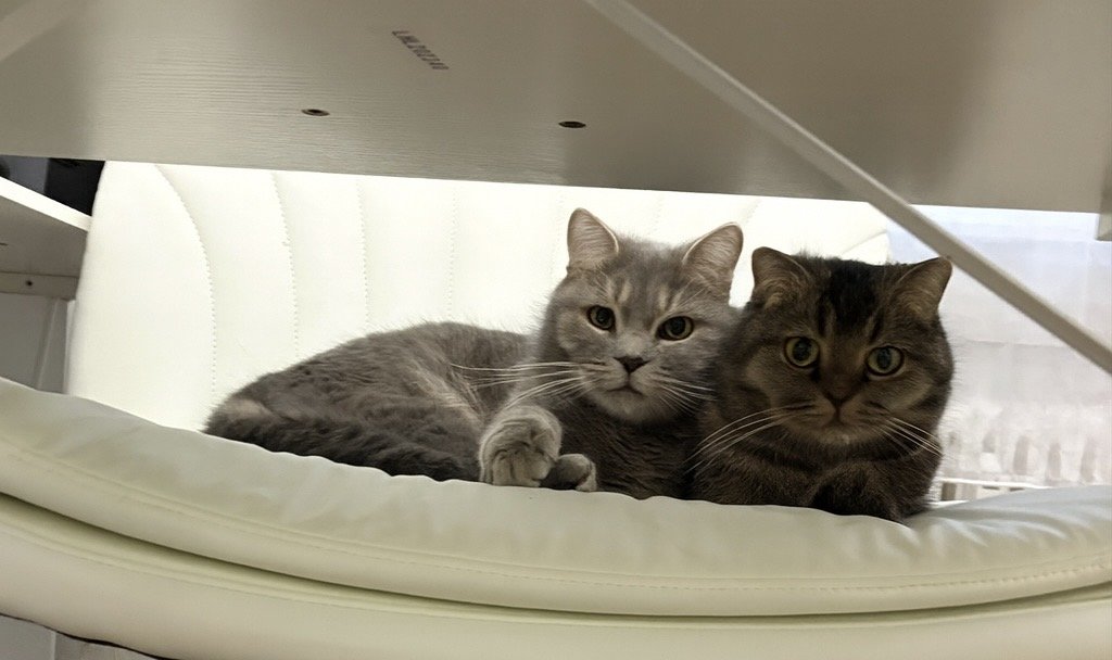 Zwei BKH Katzen suchen ein neues zu Hause - Hauskatzen - Frankfurt am Main