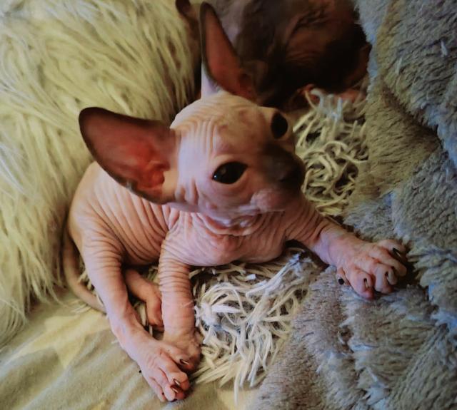 Reinrassige Sphynxbabys - Sphynx - Herzberg (Elster)