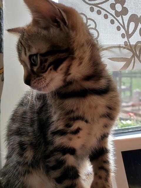  2 Reinrassige Bengal kitten Weibchen mit Ahnentafel  - Bengal - Schwanewede