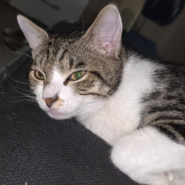 SIMBA - männlich  10 Monate  europäische Kurzhaar  Kastriert - Hauskatzen - Lauf an der Pegnitz