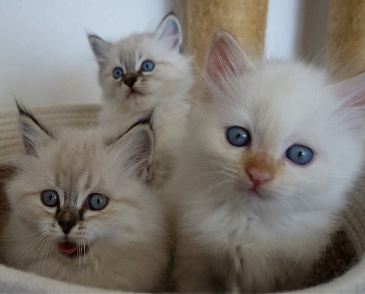 3 Heilige Birma Kitten Freigänger Katzen Kater Katze abzugeben - Birma - Singen