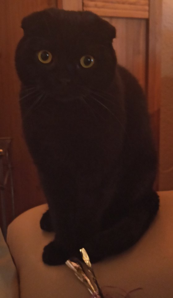 Hallo, ich bin ein Scottish Fold Kater - Scottish Fold - Isny