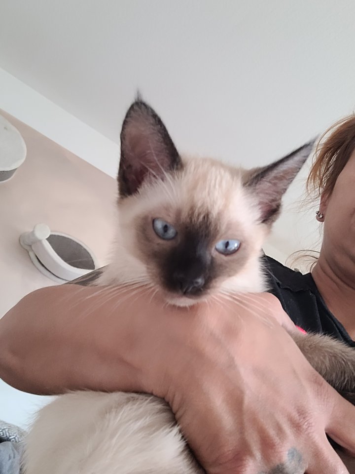 Siam-Kitten zu verkaufen ( nur noch ein Junge zu vergeben) - Siam - Erlensee