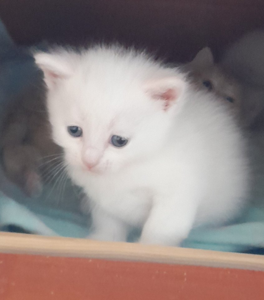Zuckersüße Mix Katzenbabys - Mischling - Frickenhausen