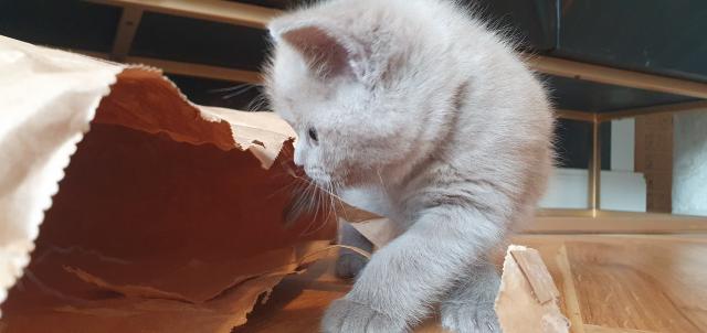Kitten Britsch Kurzhaar Junge Scottish Fold Mädchen  - British Kurzhaar - Leipzig 