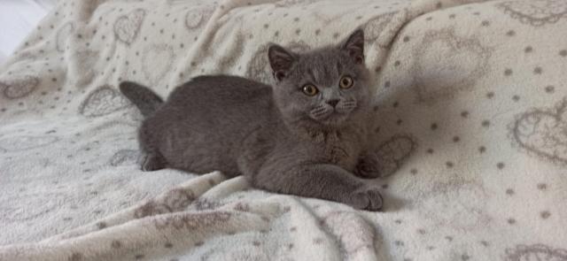BKH Kitten, Katerchen - British Kurzhaar - Ostfildern