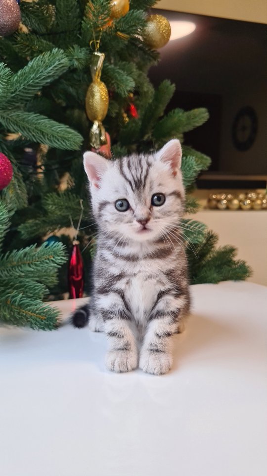 BKH Britisch Kurzhaar Kitten silber tabby Whiskas mit Stammbaum - British Kurzhaar - Köln