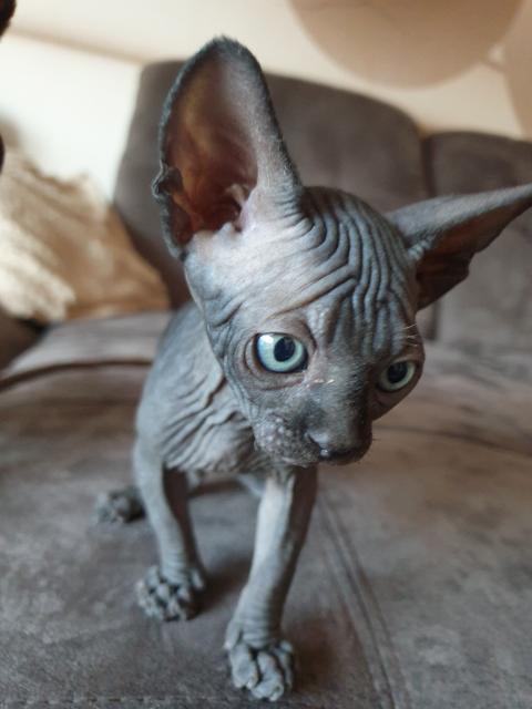 Canadian Sphynx - Sphynx - Freiensteinau