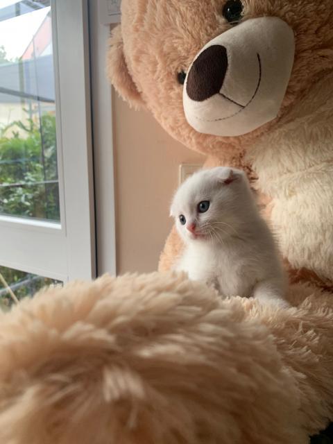 Süße mix Scottisch Fold und BKH Kätzchen - Scottish Fold - Hemer