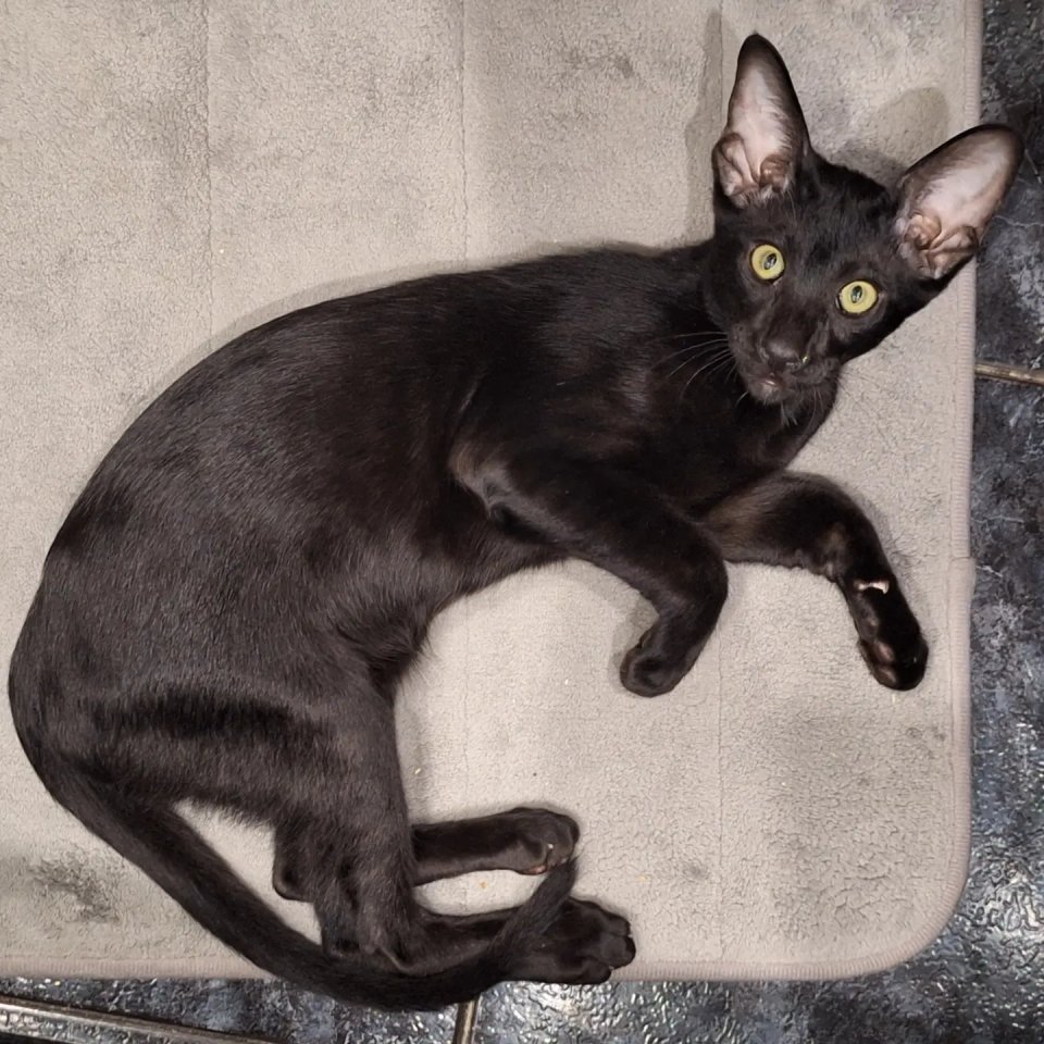 Okh Deckkater mit Stammbau - Deckkater - Wien