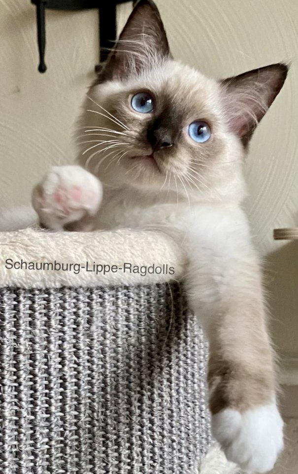 Ragdoll Kitten mit Stammbaum ! -Abgabebereit - - Ragdoll - Lindhorst