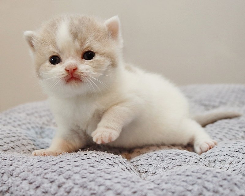 BKH/Britisch Langhaar Kitten - British Kurzhaar - Viersen