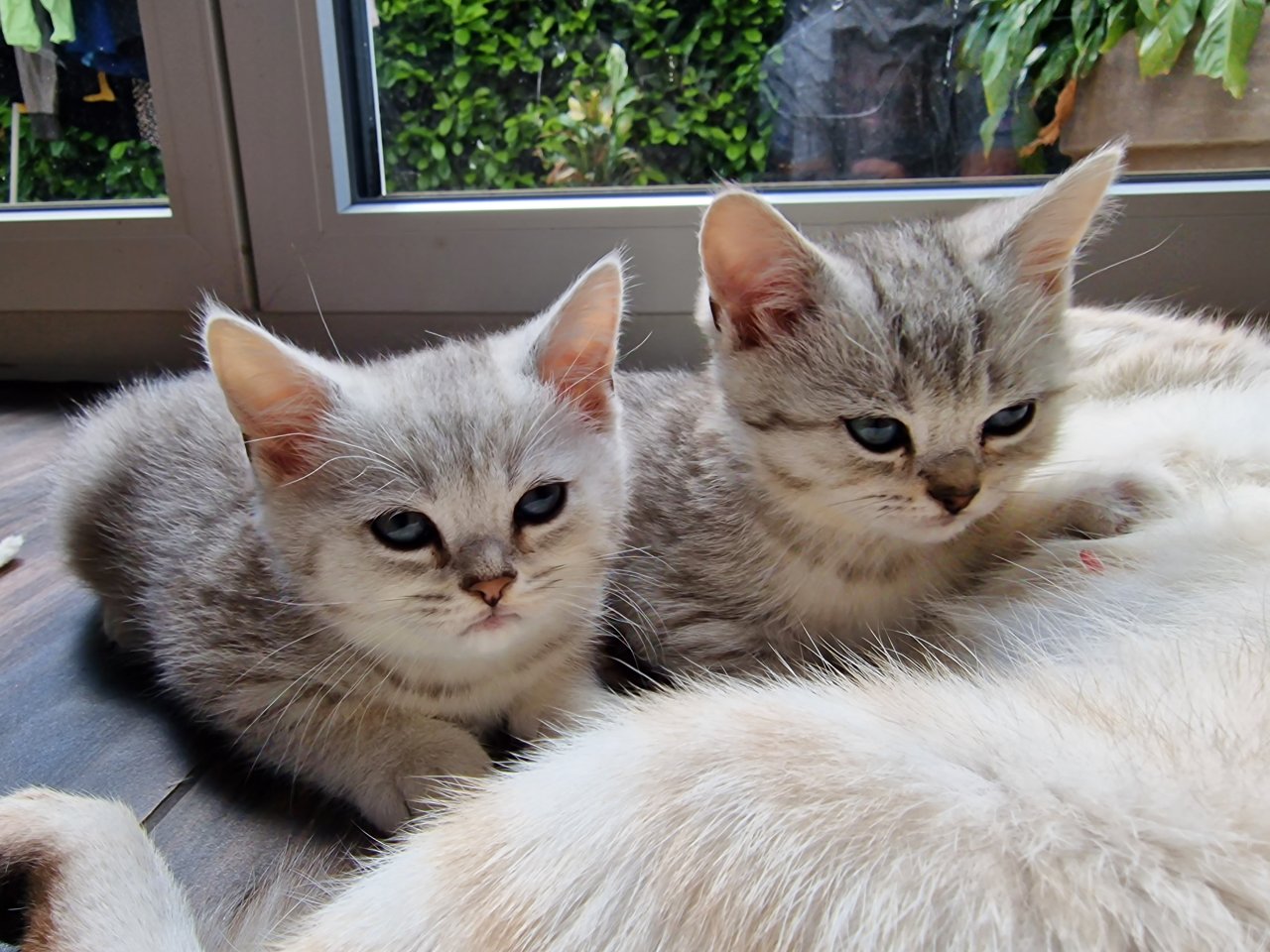 Reinrassige British Kurzhaar (BKH) Weiß-Grau Whiskas look - British Kurzhaar - Aglasterhausen