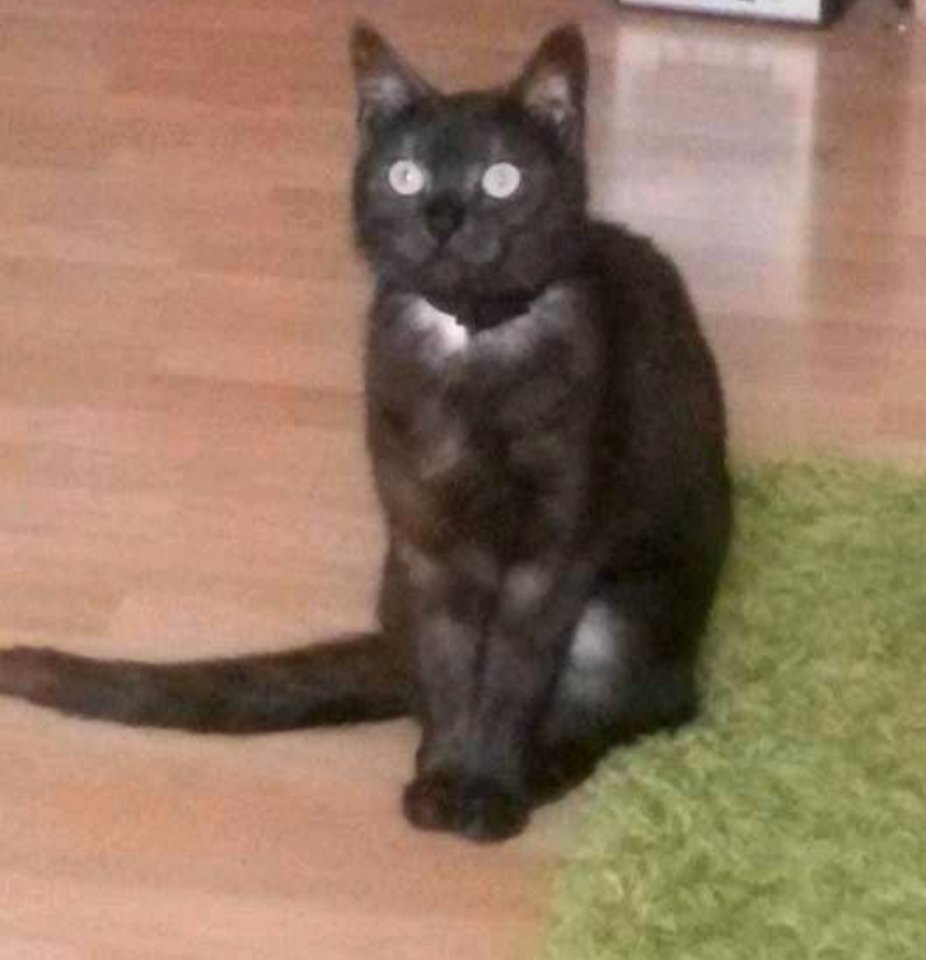 10 jährige(r)Kater und Katze suchen liebevolles Zuhause auf Lebenszeit - Hauskatzen - Xanten