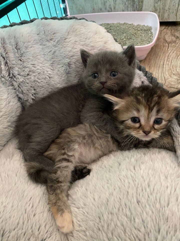 Perserkätzchen abzugeben - Exotic Shorthair - Seegebiet Mansfelder Land